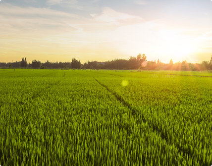 金正大生態(tài)工程集團(tuán)股份有限公司